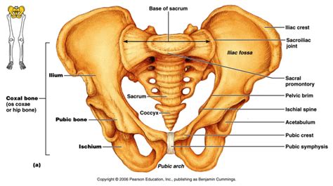 The bones of the body come in a variety of sizes and shapes. Pelvic Girdle Pain - guest blog - Mums going strong fitness