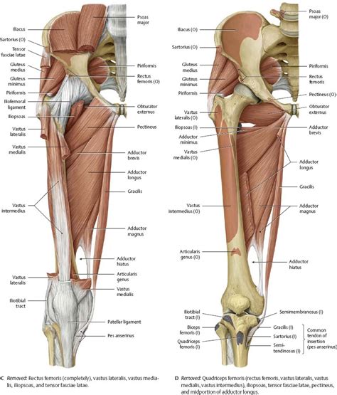 Many collagen fibres make up a fascicle. Hip & Thigh - Atlas of Anatomy