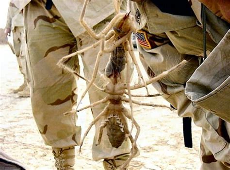 Arizona, they're all claiming it's a camel spider; Arizona Man Finds A Scorpion/Spider Hybrid And I May Never ...