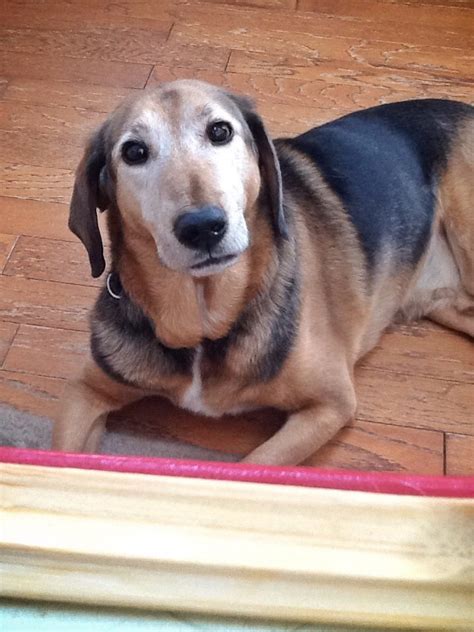 .as the dog cancer vet because of his innovations in the field of dog cancer management, and the popularity of his blog here at dog cancer a reader recently posed a question about vaccinations and links with cancer in dogs. What do you do when your dog has cancer? - Life & How to ...