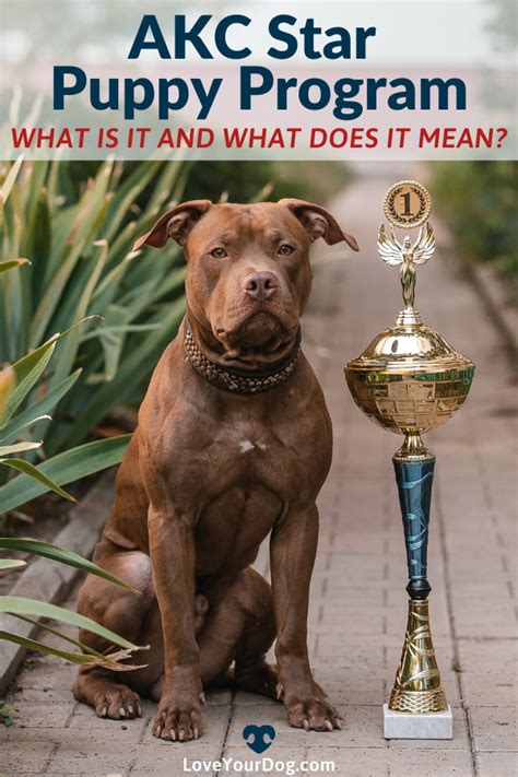 We're excited you've decided to register for the class! AKC Star Puppy Program: What is it and What Does it Mean ...