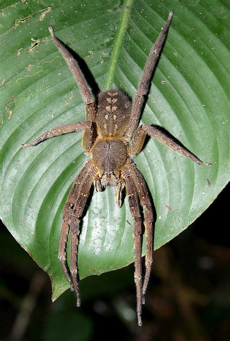 They have moved all across south america and have even ventured into the united states. Brazilian Wandering Spider (Phoneutria sp)