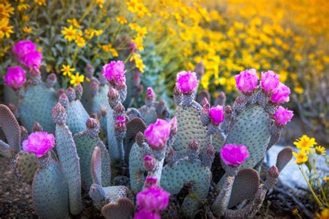 Markus rothkranz shows how to prepare one of the healthiest powerful drinks possible, using two of the most cactus leaf, known also as nopal, prickly pear cactus or its scientific name, opuntia, has been a food staple in latin america for centuries. Prickly Pear Cactus Stock Photos, Pictures & Royalty-Free ...