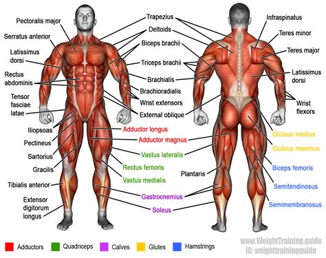 Not everyone likes those overly muscular legs, some people can do all the jumping, squatting and heavy weight lifting they like but still end up with nicely toned legs, it's as if they are tr… Learn muscle names and how to memorize them | Weight Training Guide | Human muscle anatomy, Body ...