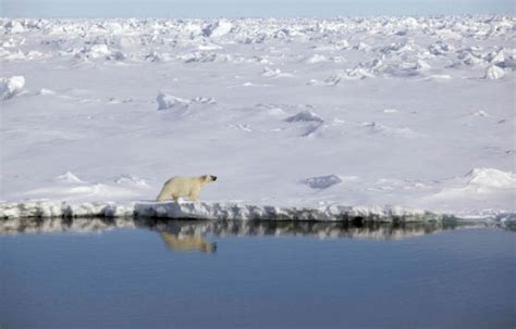 L'antarctique a toujours été isolé du continent, il est relativement préservé des contaminations. Image Ours Polaire Sur La Banquise - Pewter