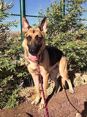 Together, we've saved over 8.5 million pets through adoptions. Las Vegas, NV - German Shepherd Dog. Meet Ren a Pet for ...