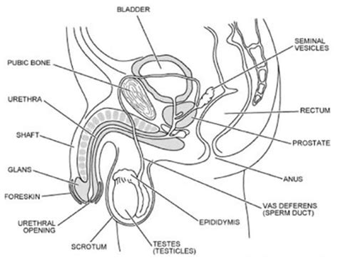 What is human reproductive system? great print out | Reproductive system, Male infertility ...