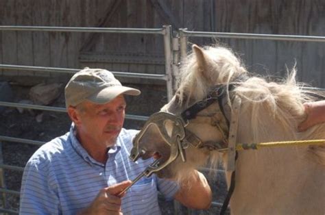 While stable and deer flies. Equine Dentist In Michigan - Find Local Dentist Near Your Area