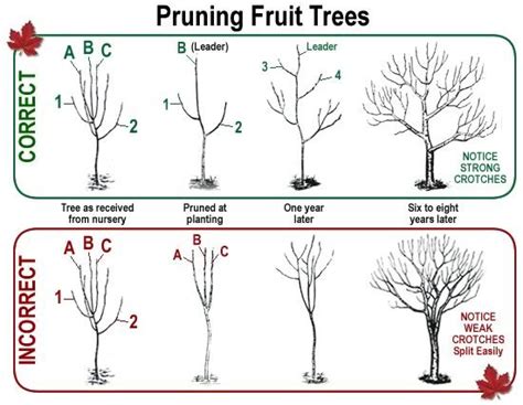 Aim for a goblet shape with plenty of airflow to the centre of the tree. Apple Tree Pruning & Training Workshop | North Carolina ...