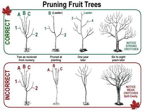 There are two types of pruning cuts: Apple Tree Pruning & Training Workshop | North Carolina ...