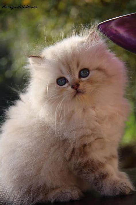 Find the latest listing of british longhair cats for sale. Imaya - Femelle British longhair seal golden tabby point ...