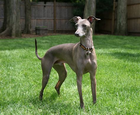 Greyhound hund miniatur puppenhaus art bild 6157. File:Italian Greyhound standing gray.jpg - Wikimedia Commons