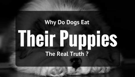 We did not find results for: Why Do Dogs Eat Their Puppies? The Real Truth - PetDT