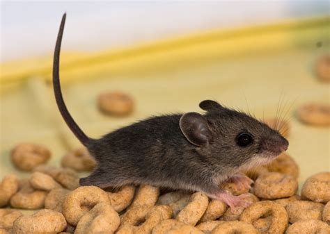 That is why mice droppings are often found along with chewed items like cardboard boxes and wires. How to Help Get Rid of Mice in the Kitchen | Terminix