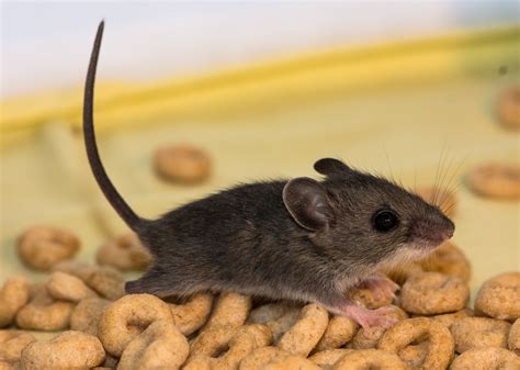 Other steps you can do. How to Help Get Rid of Mice in the Kitchen | Terminix