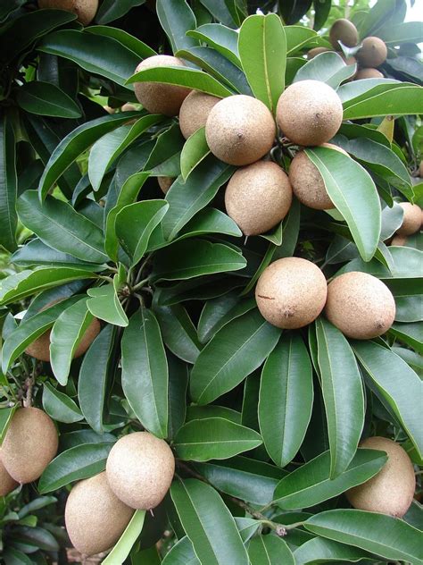 Tropical fruit similar to a pear why sapodilla trees? Polynesian_Produce_Stand