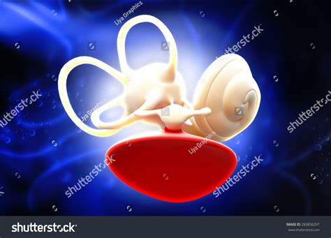 Multiple choice questions and answers on cartilages mcq Inner Ear Structure Stock Photo 283856297 : Shutterstock