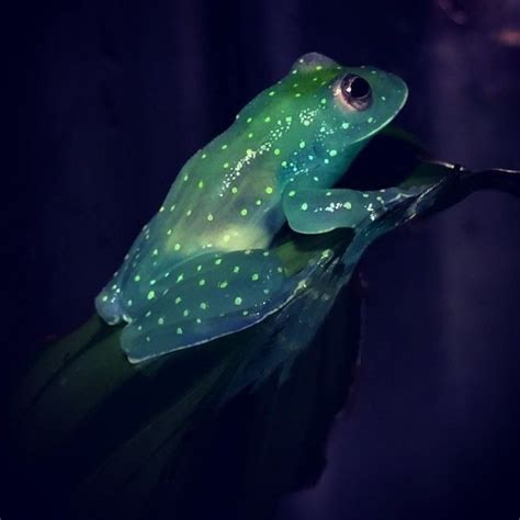 Природа / видео о природе. Rare Bolivian "Glass" Frogs Rediscovered After 18 Years ...