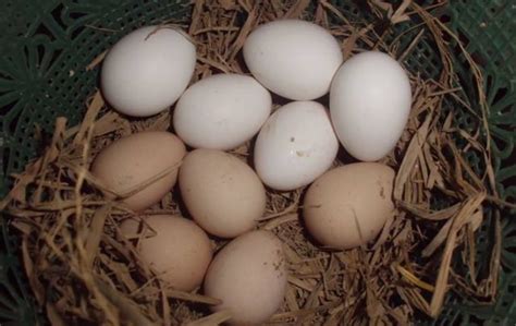 Secara teratur ia mengirimkan telur ayamnya ke pasar untuk disimpan di salah satu toko di sana. Beberapa Kumpulan Gambar Telur Ayam Cemani - Benarkah ...