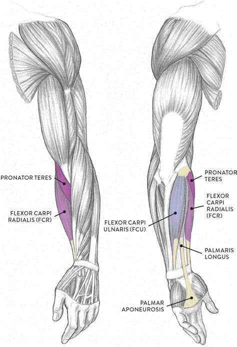 From physical best activity guide: Arm Muscles Map - left arm muscle model labeled - Google ...