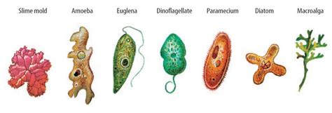 Most advanced type in which fusion of small biciliate or multiciliate, active male gamete with large, passive female gamete, oedogonium 48. Kingdom Protista - BIOLOGY4ISC