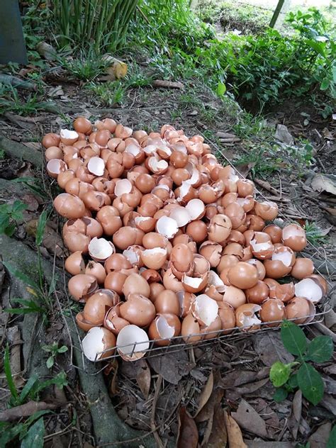 Tutorial cara mengatasi bunga gugur rontok melebatkan buah. Cara Buat Baja Organik Dari Kulit Telur Ayam Untuk ...