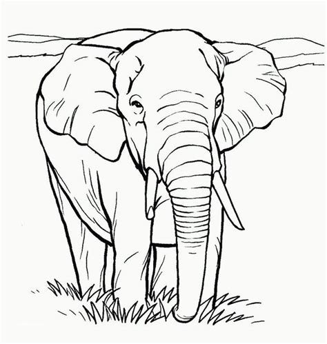Secara tradisional, terdapat dua spesies yang diakui. Kumpulan Gambar Sketsa Gajah, Hewan Besar dengan Belalai ...