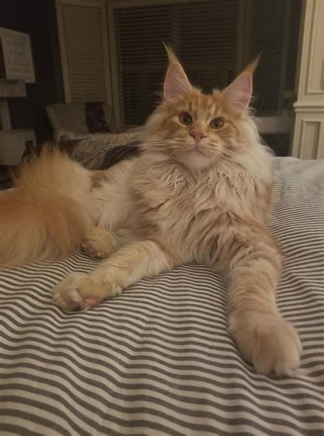 The maine coon is the second most popular breed in america and has earned the nickname (the gentle giant). Grey Maine Coon Cat Price - Baby Kitten Milk Replacer