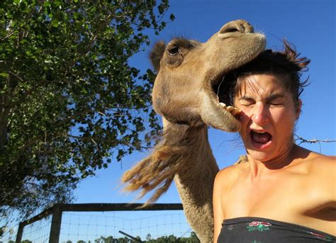 The giant camel spider, one of the worlds biggest spiders, lives in desert environments and comes from the solifugae order of animals in the arachnid class. Camel Selfie Goes Horribly Wrong (PHOTO) | HuffPost