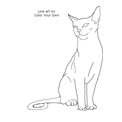 Cat colouring pages activity village. Abyssinian Cat Coloring Page