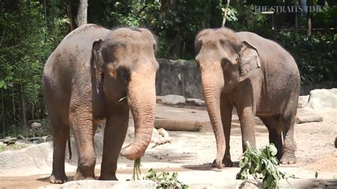 Zoo melaka animal show time. Elephants no longer made to perform at Singapore Zoo ...