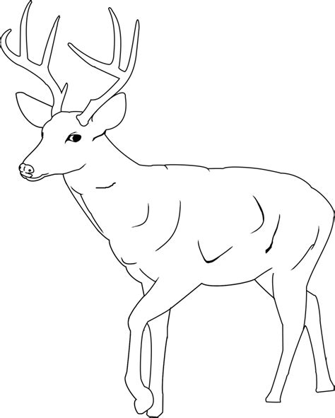 One can find bucks and does prancing across the countryside in lush meadows. Buck Drawing at GetDrawings | Free download