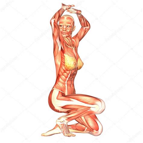 Choisissez parmi des contenus premium human body women de la plus haute qualité. Female Human Body Anatomy — Stock Photo © Chastity #9162302