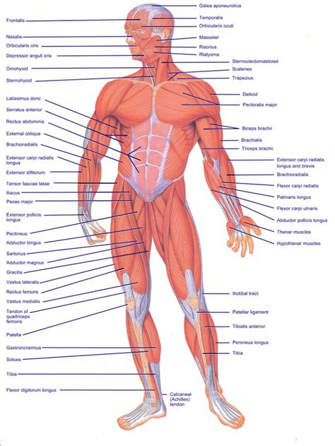 Arm anterior muscles labeled 3d illustration. muscles of the body blank diagram - ModernHeal.com