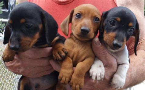 Advertise a pet for free. dachshund Puppies!!! for Sale in Beshoar Junction ...