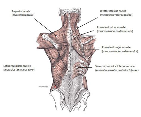 Anatomical diagram showing a back view of muscles in the human body. The Best Back Exercises to Build Your Best Back Ever