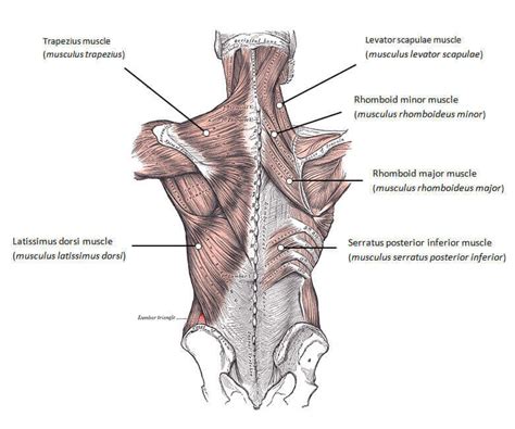 Almost every muscle constitutes one part of a pair of identical bilateral. The Best Back Exercises to Build Your Best Back Ever