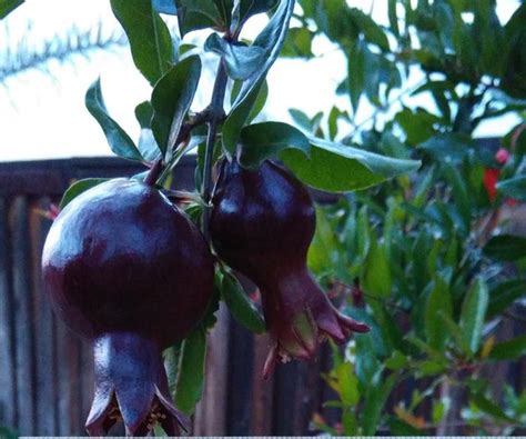 Fruit inside a black sapote. Growing Black Pomegranate Fruit (trees forum at permies)