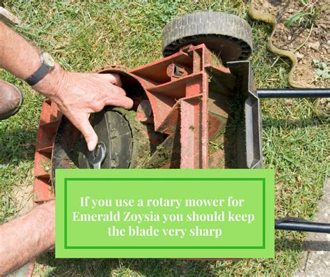 Proper mowing of zoysia grass is essential to maintain a quality lawn. Why Pick Emerald Zoysia Grass - Houston Pearland Sugar Land TX