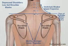 This completes the basic, undifferentiated human proportions, and here's a diagram to sum up all of the. SHOULDER BLADE PICEDITED - Blomerth Chiropractic