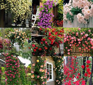 Dai ranuncoli alle orchidee, dalle anemoni alle meravigliose, incantevoli, delicate peonie. 450 SEMI Arrampicata ROSE cespuglio BALCONE hedge Albero Fiori Viola Rosso Bianco Rosa | eBay