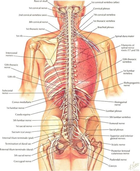 Broadly considered human musclelike the muscles of all vertebratesis often divided into striated muscle or skeletal muscle smooth muscle an. Human Chest Anatomy Diagram - koibana.info | Human body ...