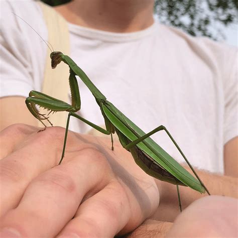 Praying mantis are some of the most fascinating invertebrates to look after. Live Praying Mantis Pet - Unicun