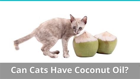 But some of the sources believe that feeding your cat with so much coconut is not at all healthy. Pros And Cons Of Giving Coconut Oil To Your Cat: Safe Or Bad?
