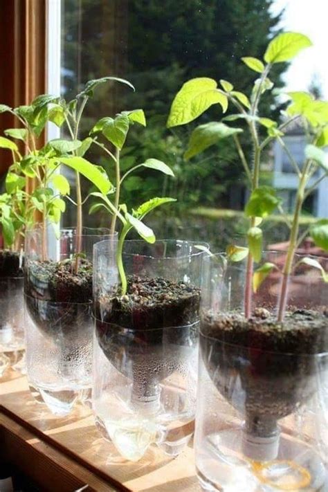 Berkebun dengan menggunakan bekas seperti botol plastik, polibeg atau pasu boleh menjadi satu perkara yang menyeronokkan. Botol Tanam Sayur Dalam Bekas Terbuang