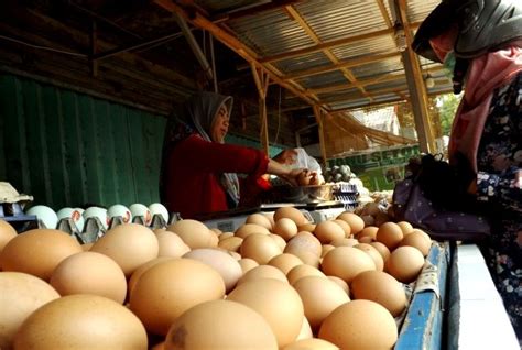 Telur ayam tentu mudah ditemukan di indonesia. Stok Telur Ayam Melimpah, Harga Makin Murah