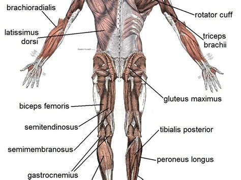 There are around 650 skeletal muscles within the typical human body. Bones And Muscles In Human Body The Basic Muscles In The ...