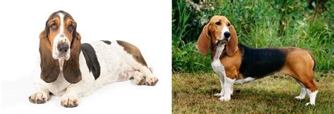 The basset artesien normand was recognized by the united kennel club on january 1, 1995. Basset Hound vs Basset Artesien Normand - Breed Comparison