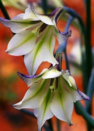 For a while, your cactus seemed to thrive. Gladiolus tristis | Gladiolus, Moon garden, Heliconia