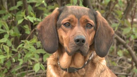 Hunde dieses typs soll schon maximilian i. Kurzvorstellung - Die Alpenländische Dachsbracke - YouTube